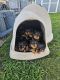 Rottweiler Puppies for sale in Chula Vista, CA, USA. price: $800