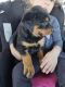 Rottweiler Puppies for sale in Gooding, ID 83330, USA. price: $650