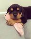Rottweiler Puppies for sale in Orlando, FL, USA. price: $700