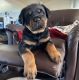 Rottweiler Puppies for sale in Ludlow, MA 01056, USA. price: NA