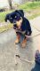 Rottweiler Puppies for sale in Tacoma, WA, USA. price: NA