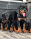 Rottweiler Puppies for sale in Gainesville, FL, USA. price: $55,000
