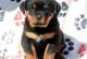 Rottweiler Puppies for sale in Miami, FL, USA. price: $700
