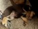 Rottweiler Puppies for sale in Flint, MI, USA. price: $300