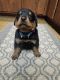 Rottweiler Puppies for sale in Descanso, CA 91916, USA. price: $800