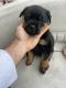 Rottweiler Puppies for sale in Los Angeles, CA, USA. price: $1,500