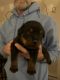 Rottweiler Puppies for sale in Hedgesville, WV, USA. price: $1,000