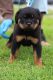Rottweiler Puppies for sale in Victorville, CA, USA. price: $2,500