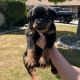 Rottweiler Puppies for sale in Bakersfield, CA, USA. price: $1,000