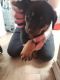 Rottweiler Puppies for sale in Sault Ste. Marie, MI 49783, USA. price: NA