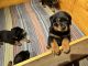 Rottweiler Puppies for sale in Longview, TX, USA. price: $750