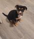 Rottweiler Puppies for sale in La Vergne, TN 37086, USA. price: $500