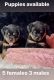 Rottweiler Puppies for sale in Vallejo, CA, USA. price: $2,500