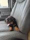 Rottweiler Puppies for sale in Blue Island, IL, USA. price: $1,000
