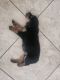 Rottweiler Puppies for sale in Calexico, CA 92231, USA. price: NA
