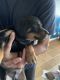 Rottweiler Puppies for sale in Visalia, CA, USA. price: $400