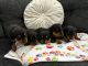 Rottweiler Puppies for sale in Moreno Valley, CA, USA. price: $800