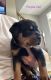 Rottweiler Puppies for sale in Southaven, MS 38671, USA. price: NA