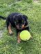 Rottweiler Puppies for sale in Hagerstown, MD, USA. price: NA