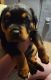 Rottweiler Puppies for sale in Elma, WA 98541, USA. price: NA
