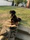 Rottweiler Puppies for sale in Schenectady, NY, USA. price: NA