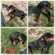 Rottweiler Puppies for sale in Ocala, FL 34475, USA. price: NA