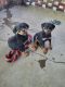 Rottweiler Puppies for sale in Indianapolis, IN, USA. price: $1,300