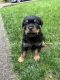 Rottweiler Puppies for sale in Portland, OR, USA. price: $1,500