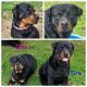 Rottweiler Puppies for sale in Verona, KY 41092, USA. price: NA