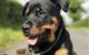 Rottweiler Puppies for sale in Plymouth, MN, USA. price: $1,000