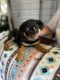 Rottweiler Puppies for sale in Apple Valley, CA, USA. price: $1,300
