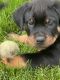 Rottweiler Puppies for sale in Westport, CT, USA. price: $1,000