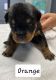 Rottweiler Puppies for sale in Flintville, TN 37335, USA. price: NA