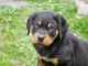 Rottweiler Puppies for sale in Leon Valley, TX, USA. price: $1,100