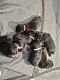 Rottweiler Puppies for sale in Sanger, TX 76266, USA. price: NA
