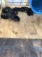 Rottweiler Puppies for sale in Tylertown, MS 39667, USA. price: NA