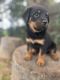Rottweiler Puppies for sale in Santa Barbara, CA, USA. price: $2,500
