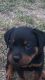 Rottweiler Puppies for sale in Santa Barbara, CA, USA. price: $2,500