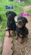 Rottweiler Puppies for sale in Santa Barbara, CA, USA. price: NA