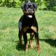 Rottweiler Puppies for sale in Braselton, GA, USA. price: $3,000