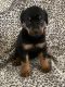 Rottweiler Puppies for sale in Divide, CO 80814, USA. price: $2,000
