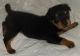 Rottweiler Puppies for sale in Prescott, AZ, USA. price: $1,300