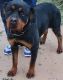 Rottweiler Puppies for sale in Prescott, AZ, USA. price: $450