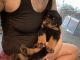 Rottweiler Puppies for sale in Belleview, FL, USA. price: NA
