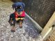 Rottweiler Puppies for sale in Heflin, AL 36264, USA. price: NA