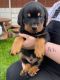 Rottweiler Puppies for sale in Cornelia St, New York, NY 10014, USA. price: NA
