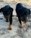Rottweiler Puppies for sale in Santa Barbara, CA, USA. price: $2,000