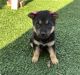 Rottweiler Puppies for sale in Victorville, CA 92392, USA. price: $300