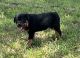 Rottweiler Puppies for sale in Granby, MO 64844, USA. price: $1,200