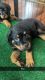 Rottweiler Puppies for sale in Charlotte, NC, USA. price: $850